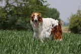 BARZOI 066